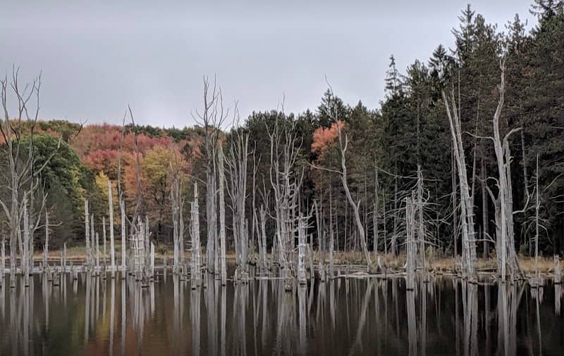 Moshannon State Forest - Image 3