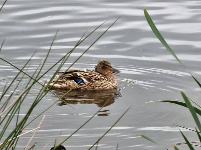 Thacka Beck Nature Reserve - Image 2