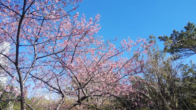 しらこ桜 - Image 1