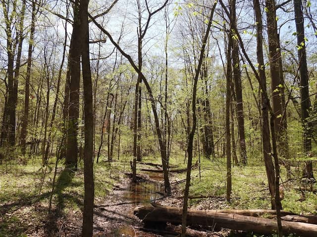 Pink Trail - Image 1