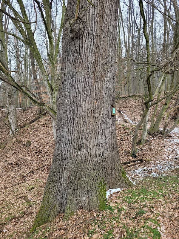 Naturdenkmal Stieleiche - Image 1