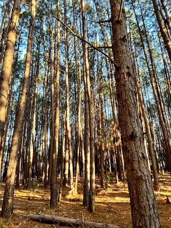 Little Piney - Image 1