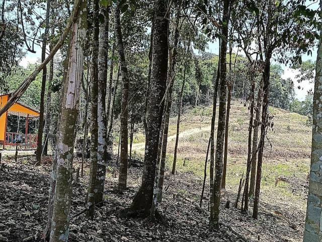 CCHPalmView - Image 1