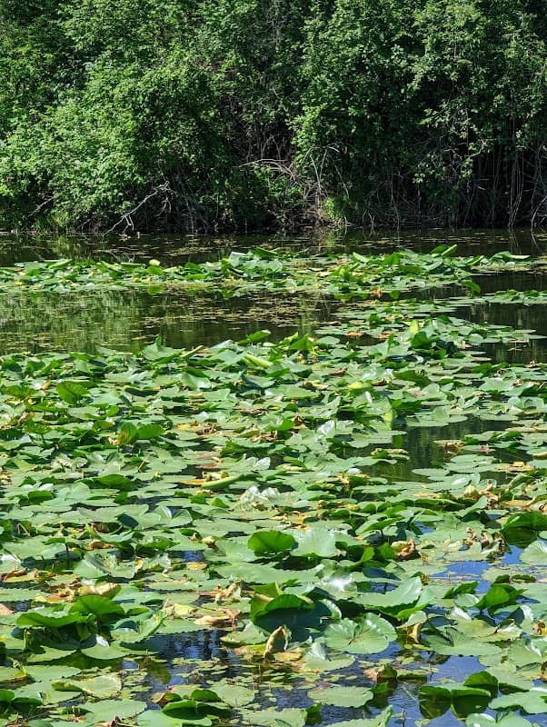 Cheadle Lake Park - Image 1