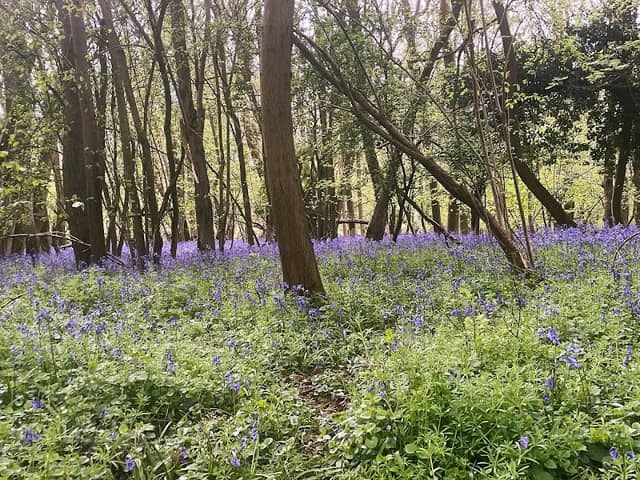 Tiddesley Wood (nature reserve car park) - Image 2