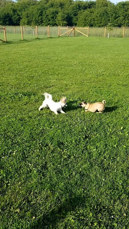 Wag-n-Tag Dog park - Image 1