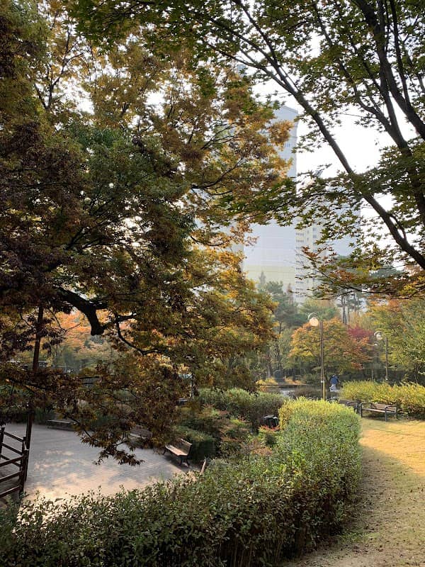 봉산동 느티나무 - Image 1