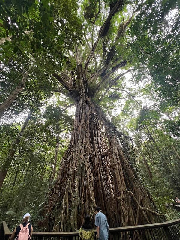 Curtain Fig Tree - Image 1