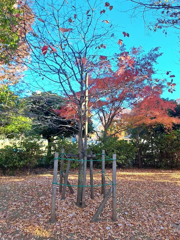 Musashino City Peace Tree - Image 1