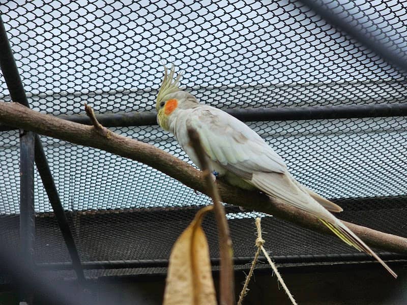 Aviary - Image 2