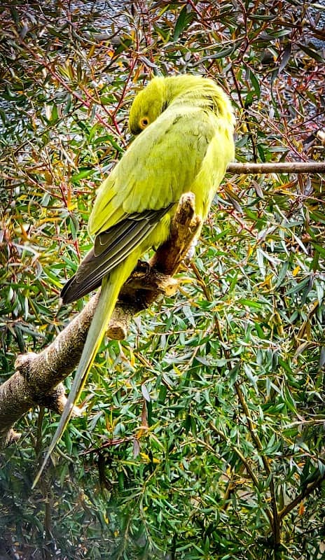 Aviary - Image 1