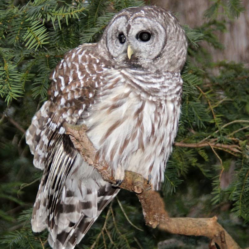 Stillman Nature Center - Image 1