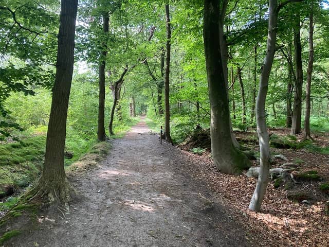 Landgoed Eysinga State Bos - Image 1
