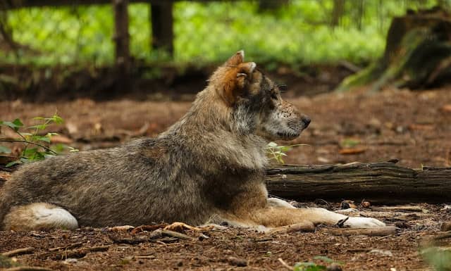Wolfgehege - Image 2