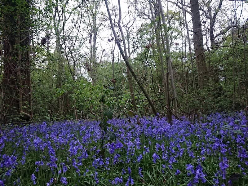 Warndon Woodlands Local Nature Reserve - Image 2
