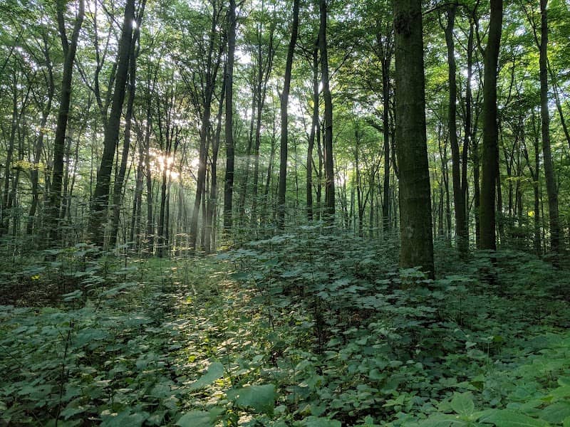Köllnischer Wald - Image 1