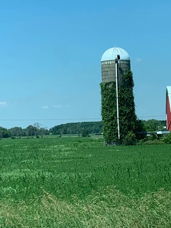 Vine-Covered Silo - Image 1