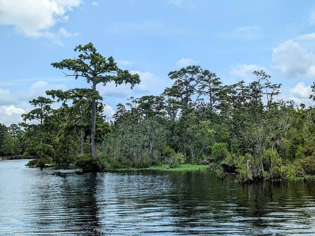 Pocosin Lakes National Wildlife Refuge - Image 1
