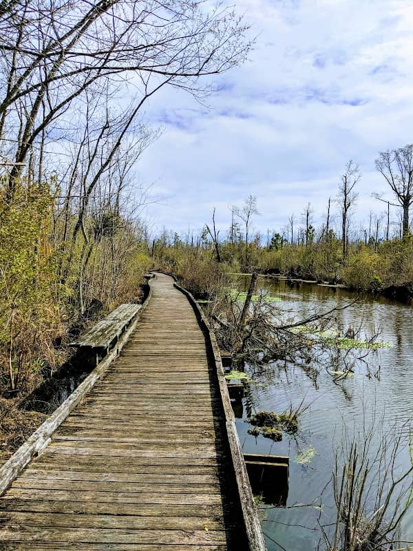 Pocosin Lakes National Wildlife Refuge - Image 2