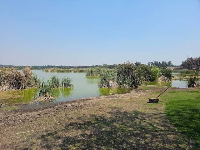 Bullfrog Pan - Image 2