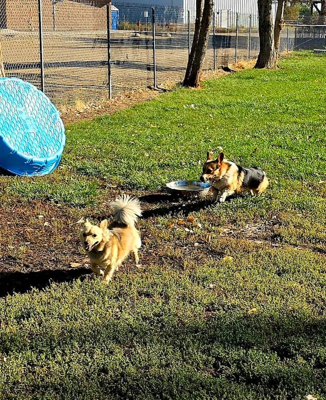 Liberty Pond And Dog Park - Image 2