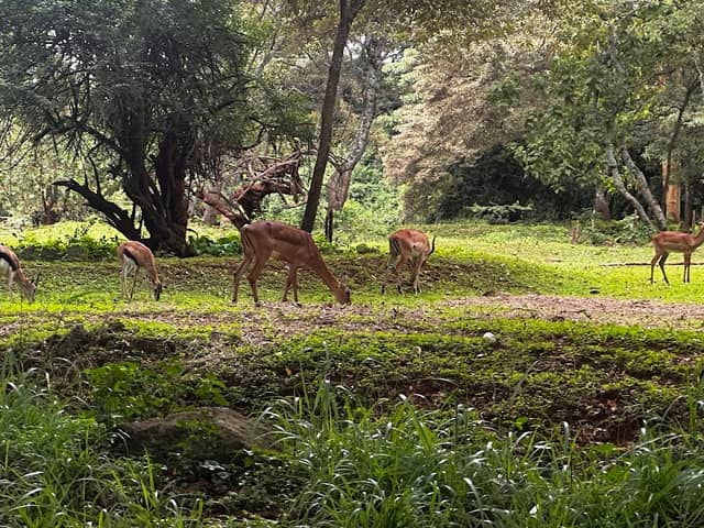 Nairobi Safari Walk - Image 3