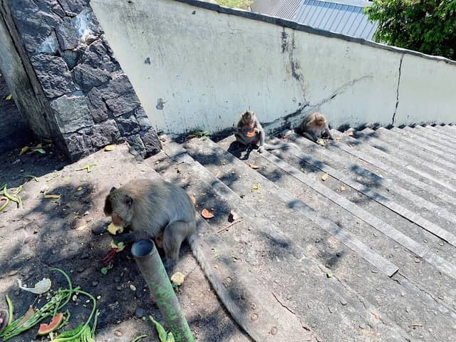 Monkey Park - Image 1