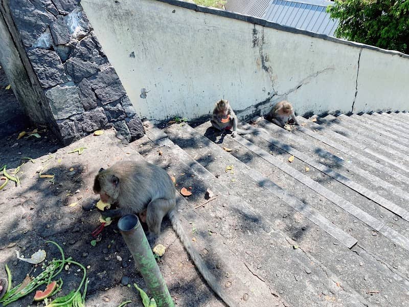 Monkey Park - Image 1
