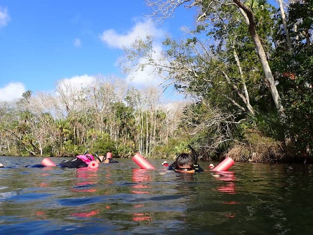Snorkeling With Manatees - Image 3