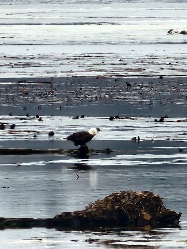 Hoot Owl Rest Area - Image 1