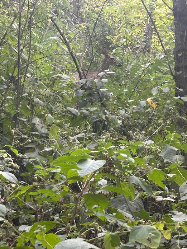 Lions Field - Image 2
