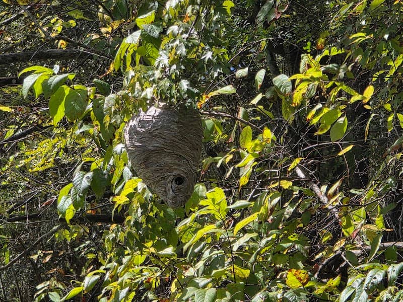Yellow Jacket Conservation Area - Image 1