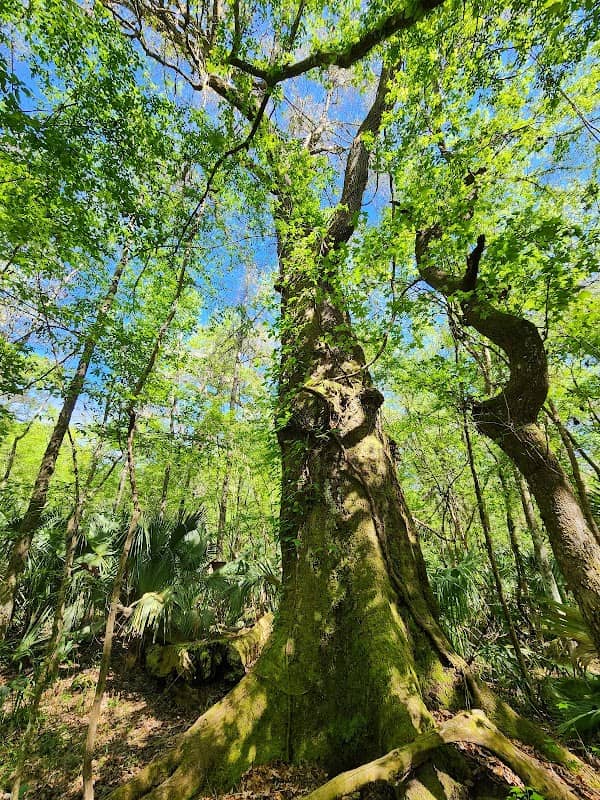 Upper Waccasassa Conservation Area - Image 2