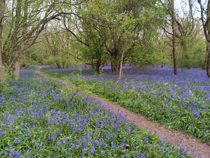 Lady's Wood - Image 2