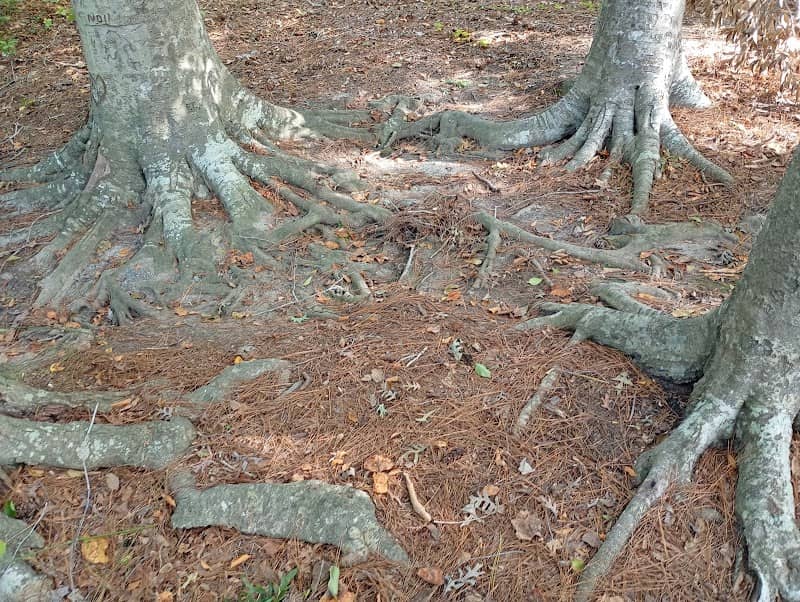 Deer Park - Image 1