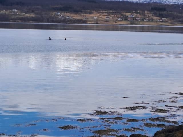 Fjelldalslia - Image 1