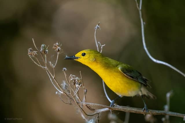 Magee Marsh - Image 1