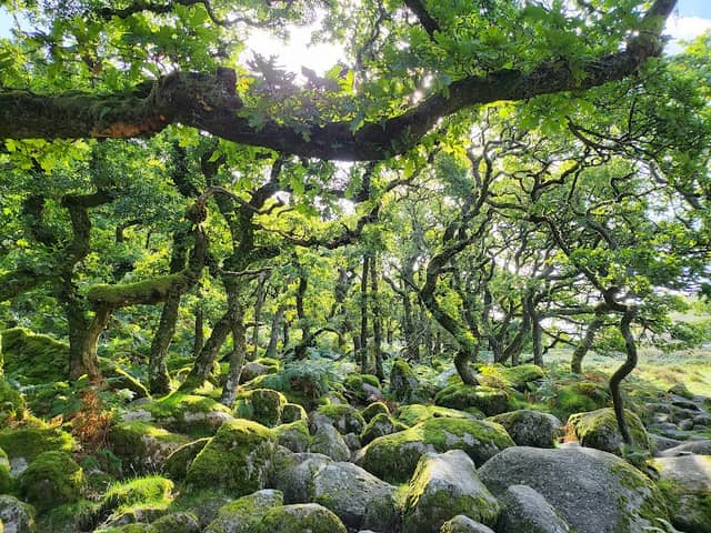 Black-a-Tor Copse National Nature Reserve - Image 1