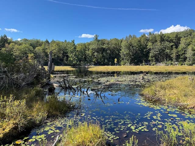 Lilly Pond Wildlife Management Area - Image 1