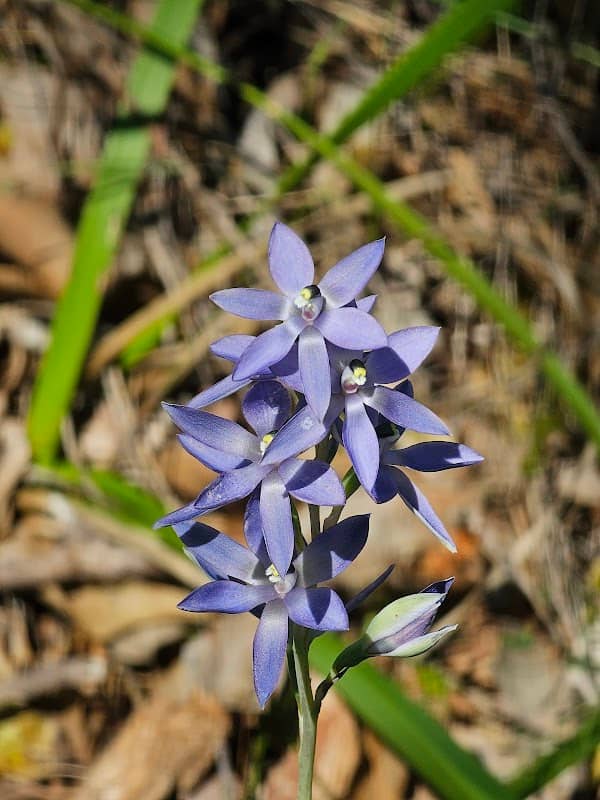 Talbot Road Nature Reserve - Image 2