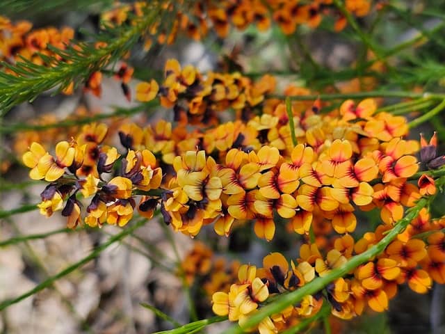 Talbot Road Nature Reserve - Image 1