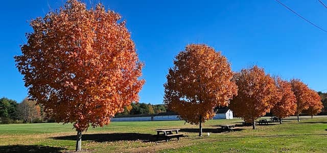 Wilbraham Wildlife Area - Image 1