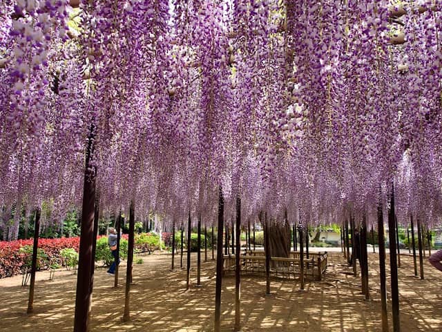 Wisteria at Kōnan - Image 1