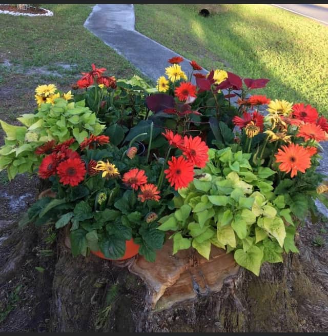 The Garden Club of Callahan - Image 2