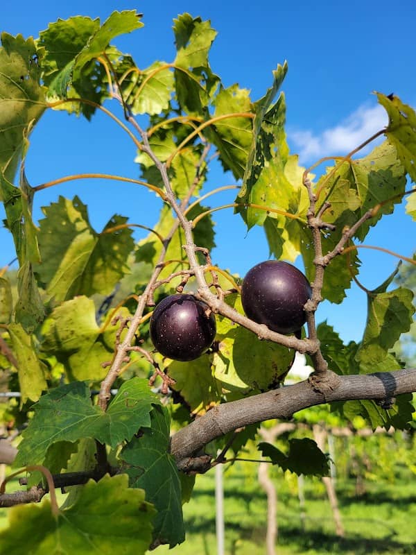Hazy Red Vineyard - Image 1