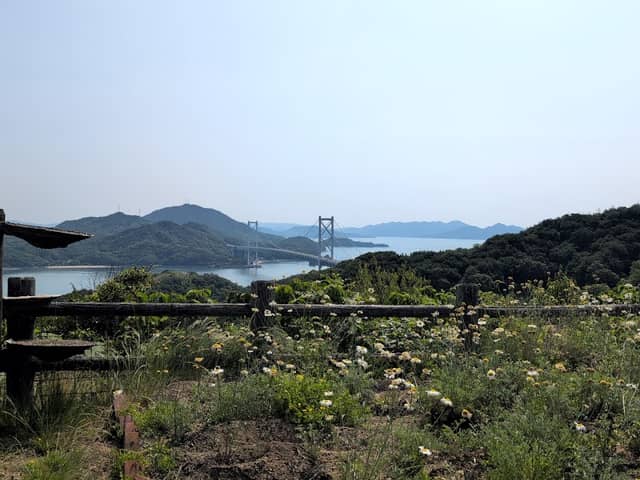 白滝フラワーライン除虫菊畑 - Image 2