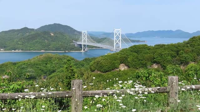 白滝フラワーライン除虫菊畑 - Image 1