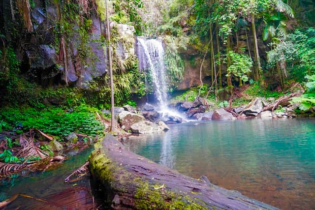 Mount Tamborine Rainforest Walk - Image 3