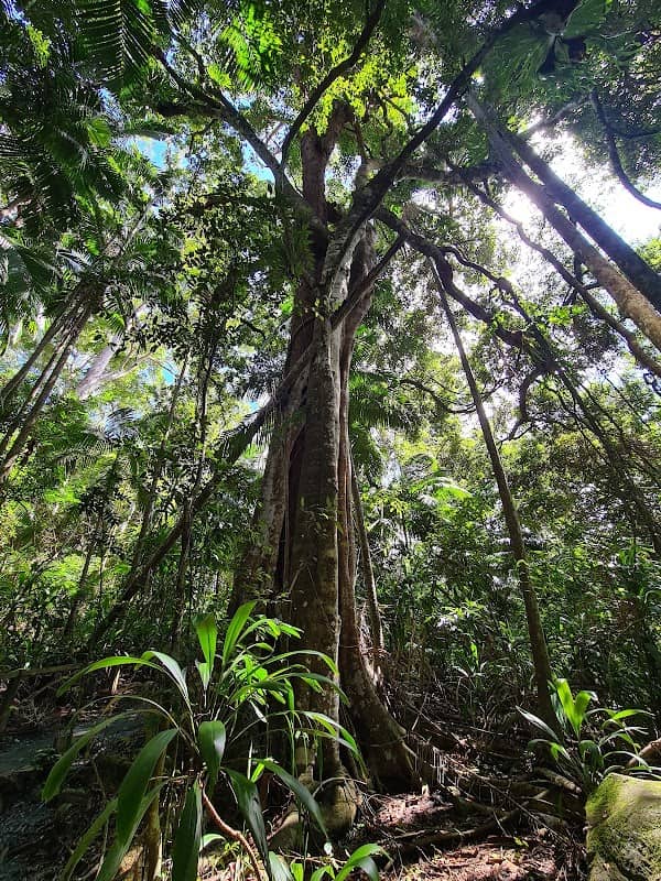 Mount Tamborine Rainforest Walk - Image 2