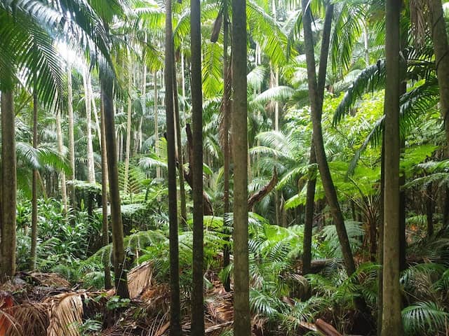 Mount Tamborine Rainforest Walk - Image 1